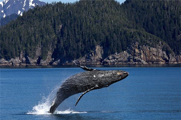 O que significa sonhar com baleia jorrando água