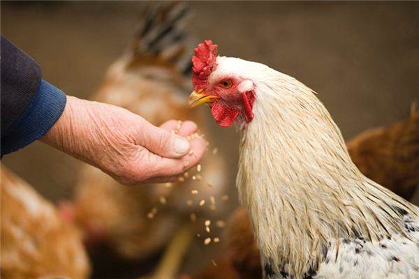 O que significa sonhar com mordidas de frango