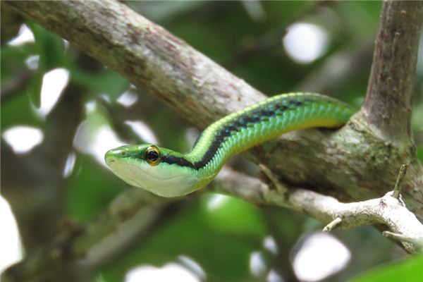 O que significa sonhar com cobra verde