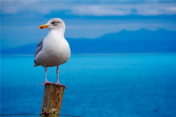 O que significa sonhar com gaivotas