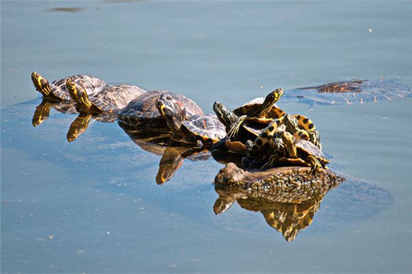 O que significa sonhar com tartaruga