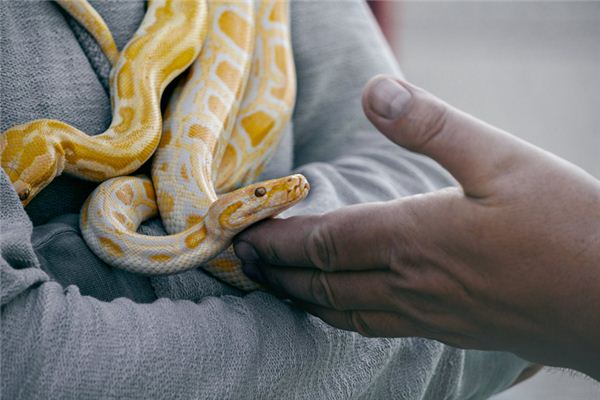 O que significa sonhar com cobra