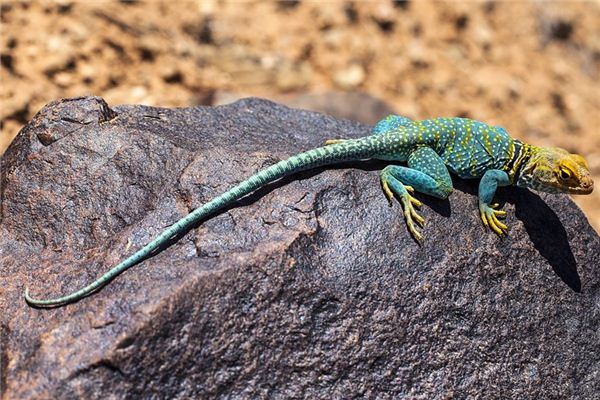 O que significa sonhar com lagarto morto