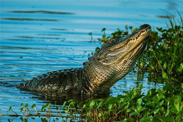 O que significa sonhar com crocodilo