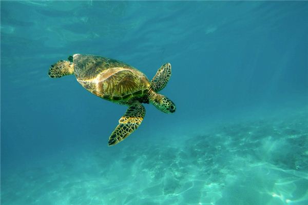 O que significa sonhar com tartarugas marinhas