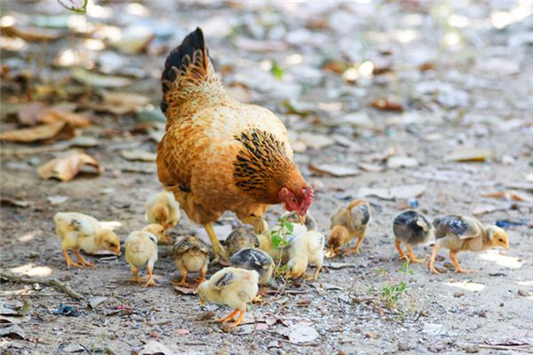 O que significa sonhar com frango gordo