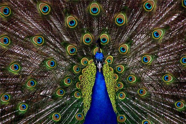 O significado espiritual de sonhar com um pavão cantando