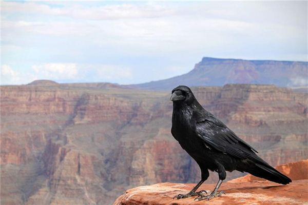 O que significa sonhar com captura de corvos