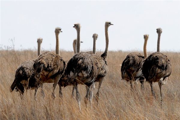 O que significa sonhar com avestruz