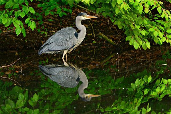 O que significa sonhar com aves aquáticas