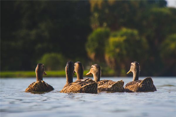 O que significa sonhar com patos