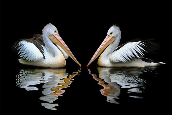 O que significa sonhar com pelicanos