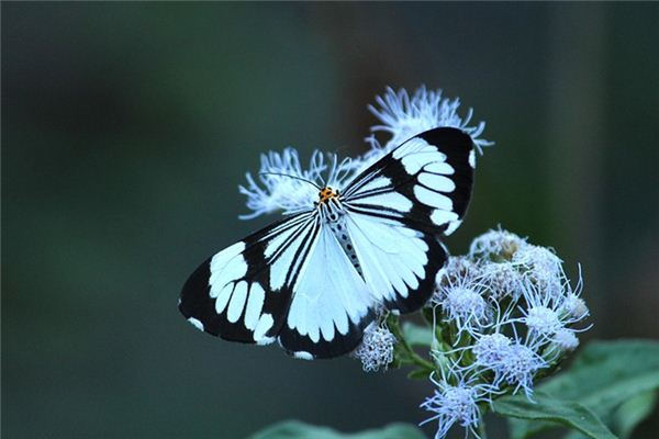 O que significa sonhar com mariposas brancas