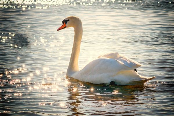 O que significa sonhar com cisne