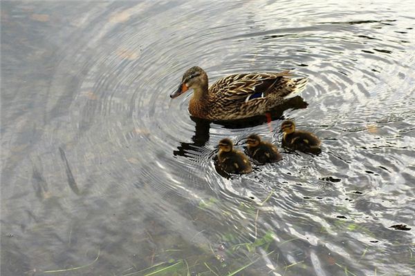 O que significa sonhar com patos selvagens