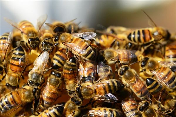 O que significa sonhar com colônia de abelhas