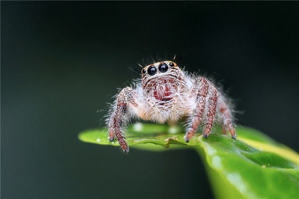 O que significa sonhar com aranhas venenosas