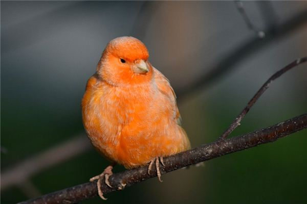 O que significa sonhar com canario