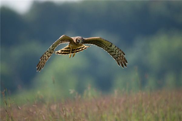 O que significa sonhar com harrier