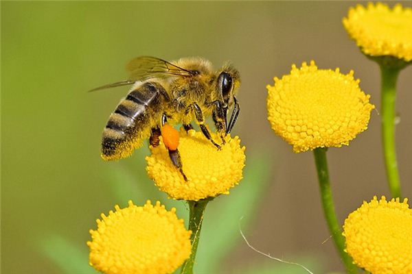 O significado espiritual de sonhar com abelha