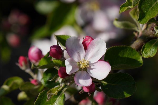 O que significa sonhar com flores e frutas