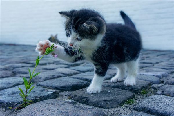 O que significa sonhar com animais de estimação