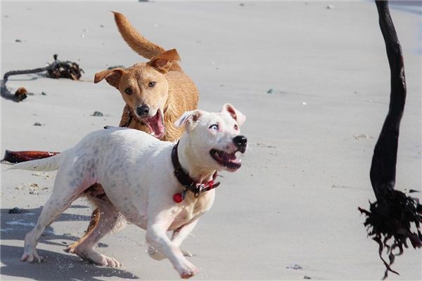 O que significa sonhar com animais loucos