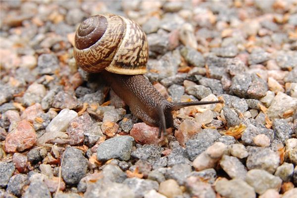 O que significa sonhar com caracóis