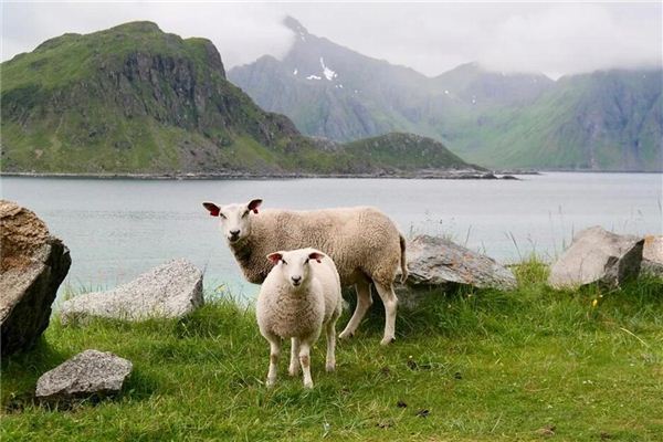 O que significa sonhar com conversa com animais