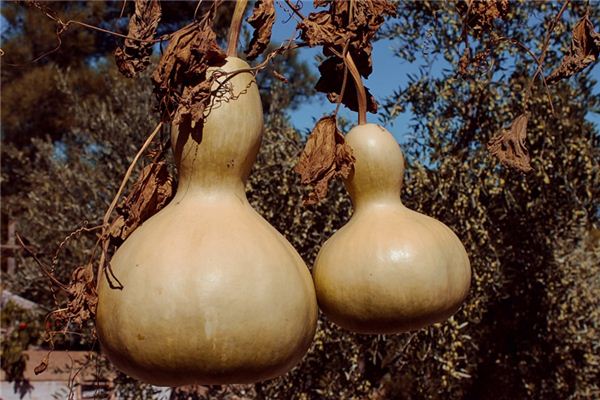 O que significa sonhar com cabaça