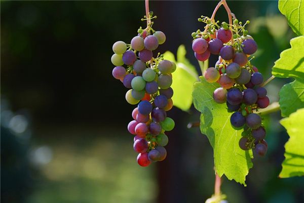 O que significa sonhar com uva