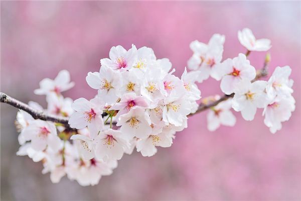 O que significa sonhar com flores de cerejeira