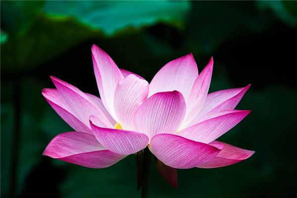O que significa sonhar com Lotus?