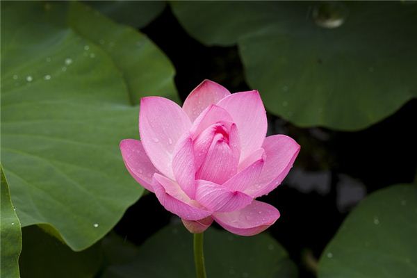 O que significa sonhar com Lotus?