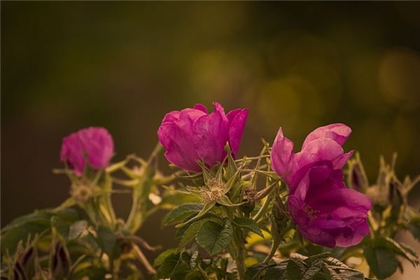 O que significa sonhar com rosa selvagem?