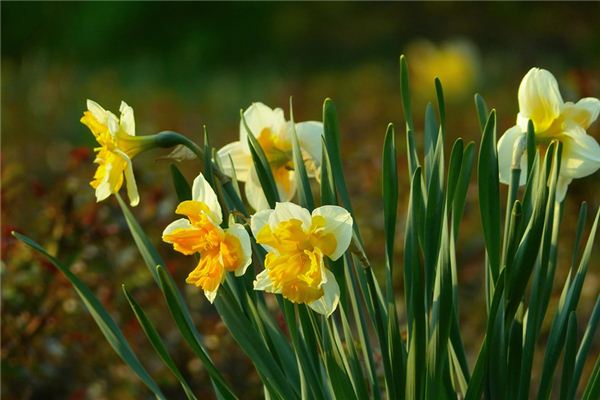 O que significa sonhar com narcisos?