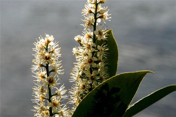 O que significa sonhar com a lua osmanthus