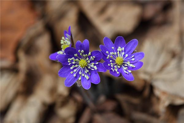 O que significa sonhar com flor selvagem