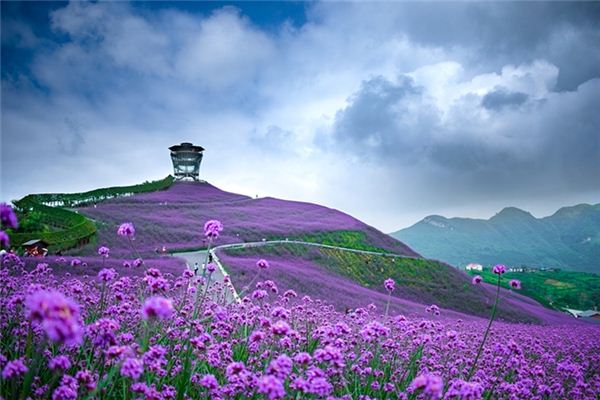 O que significa sonhar com muitas flores significam