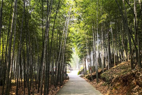 O que significa sonhar com bambu?