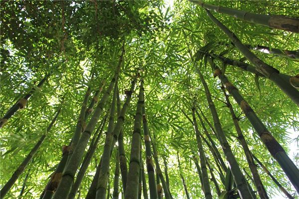 O que significa sonhar com a floresta de bambu?