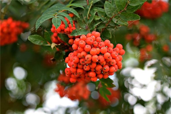 O que significa sonhar com árvores de castanha de vinagre