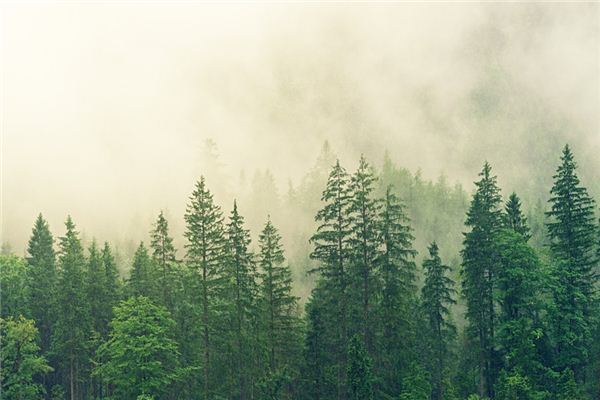 O que significa sonhar com árvores verdes