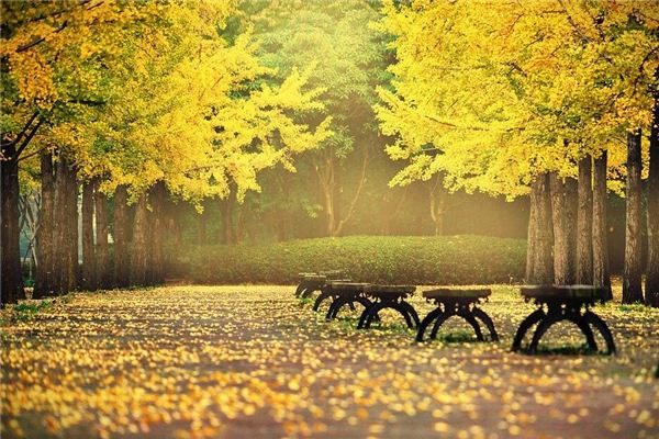 O que significa sonhar com as folhas de Ginkgo espalhadas no chão?