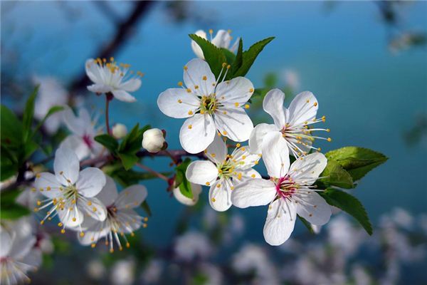 O que significa sonhar com flores de cerejeira em flor?