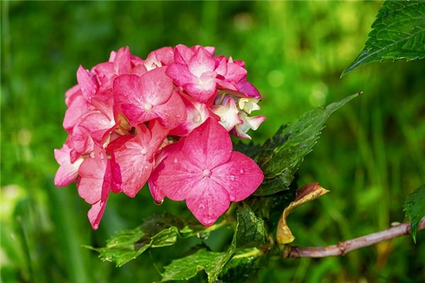 O que significa sonhar com hortênsias