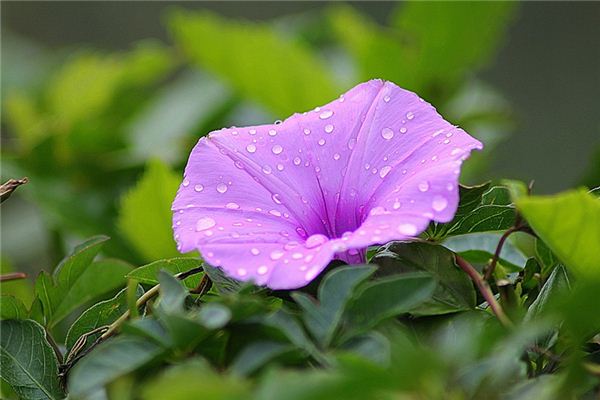 O que significa sonhar com flores de glória?