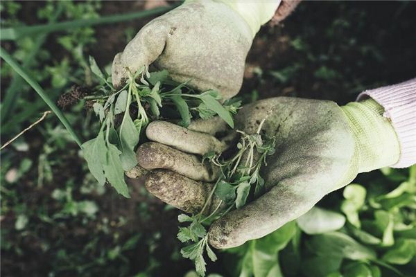 O que significa sonhar com ervas daninhas no quintal