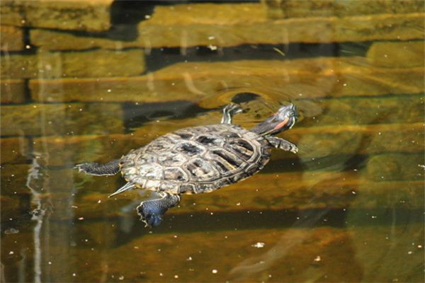 O que significa sonhar com tartaruga nadando na agua