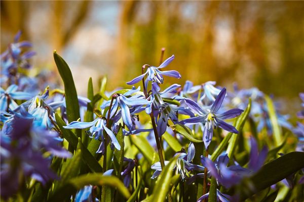 O que significa sonhar com orquídeas exuberantes?